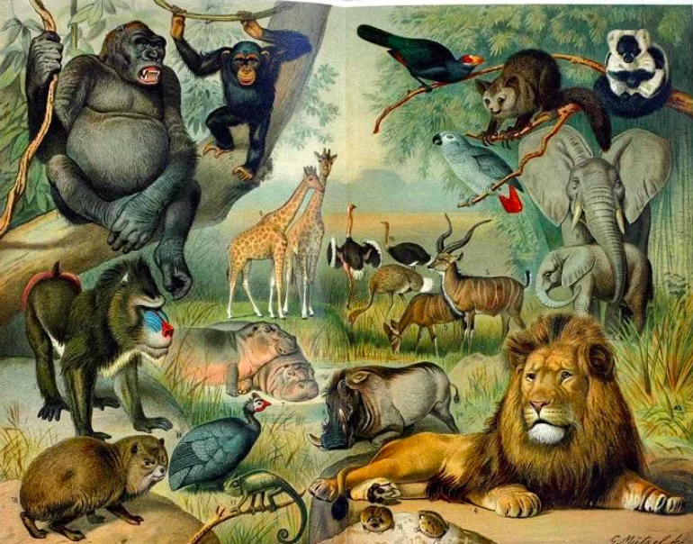 Zoology history Zoology history